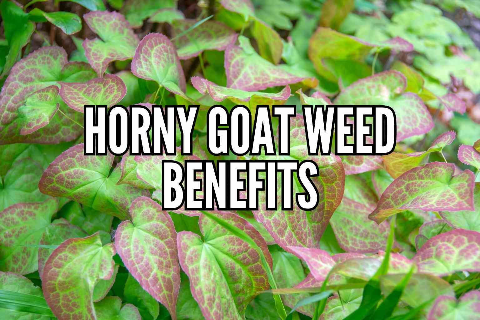 Horny Goat Weed Benefits