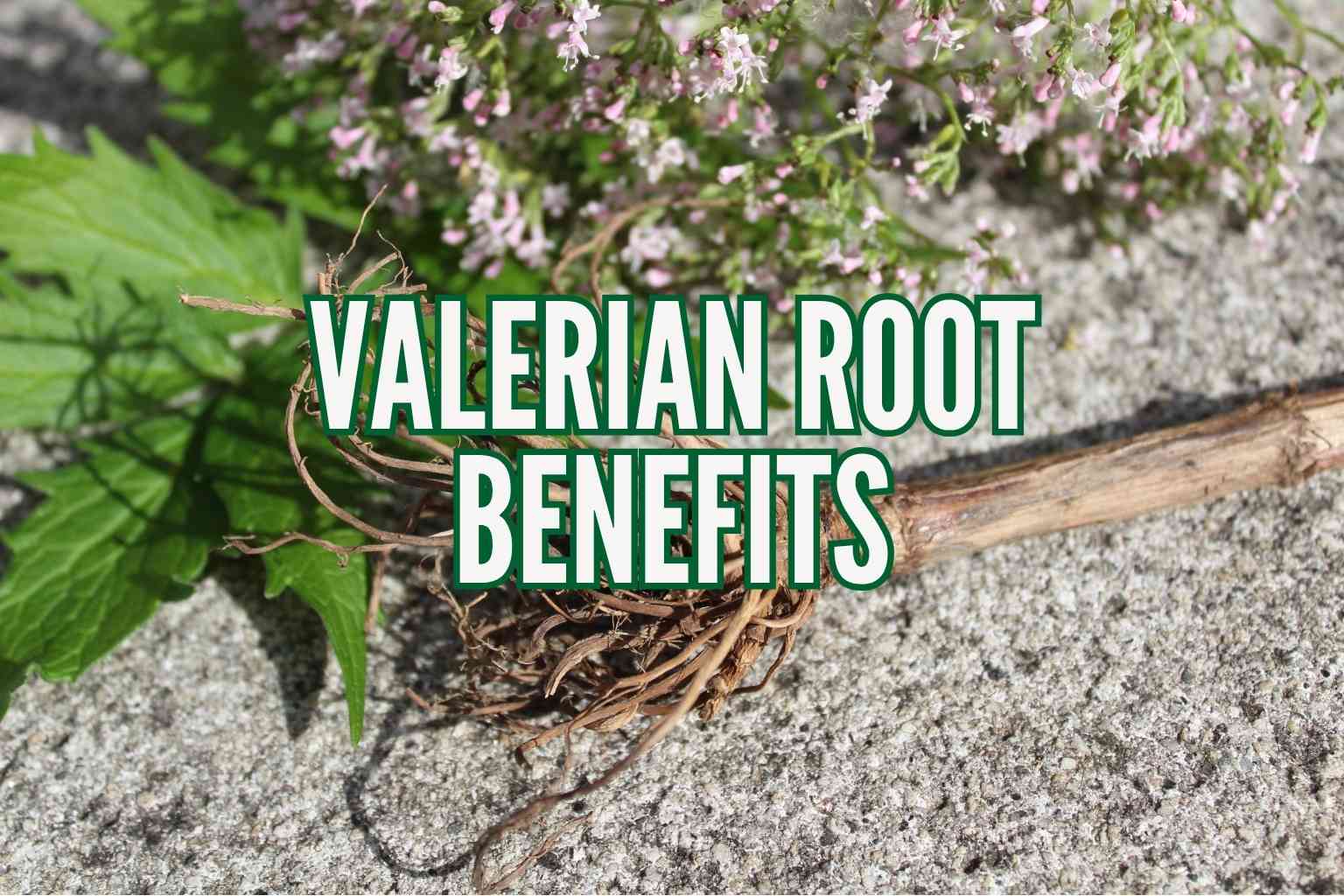 Valerian Root Benefits