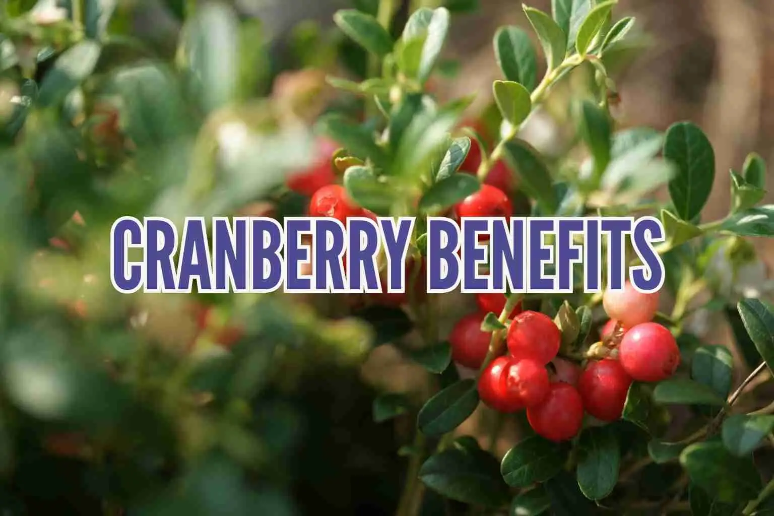 Cranberry benefits