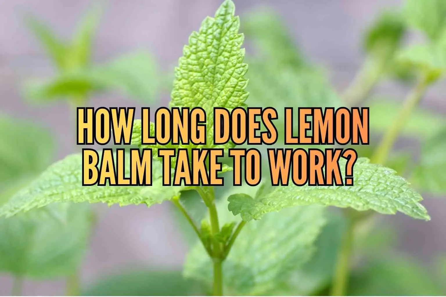 how long does lemon balm take to work