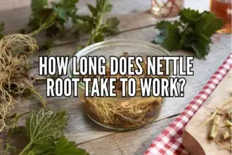 how long does nettle root take to work