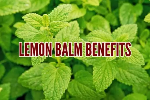 lemon balm benefits
