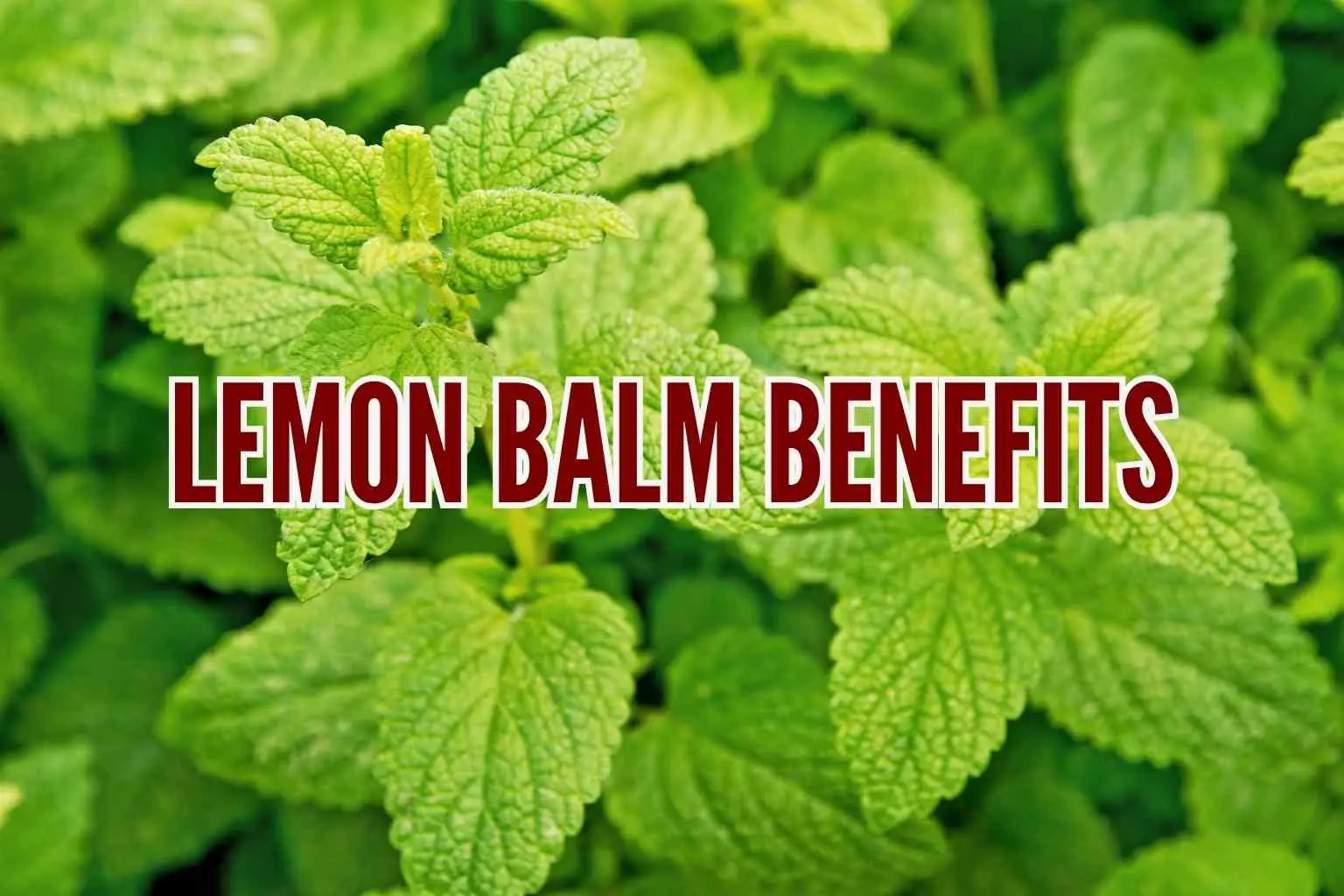 lemon balm benefits