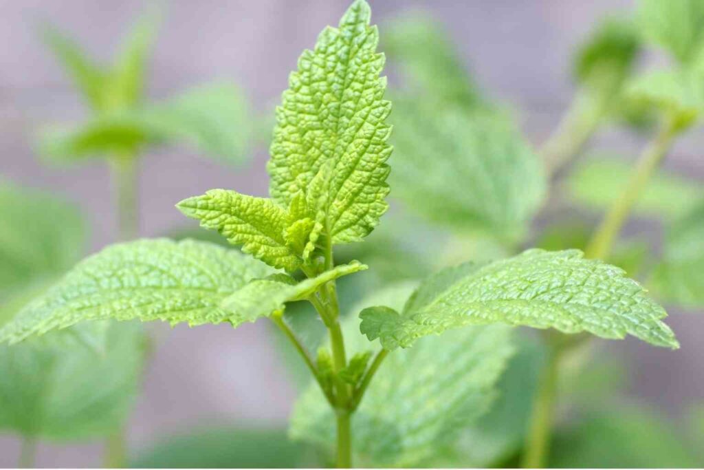 lemon balm benefits