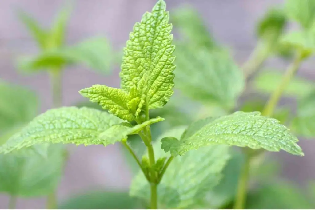 Lemon Balm