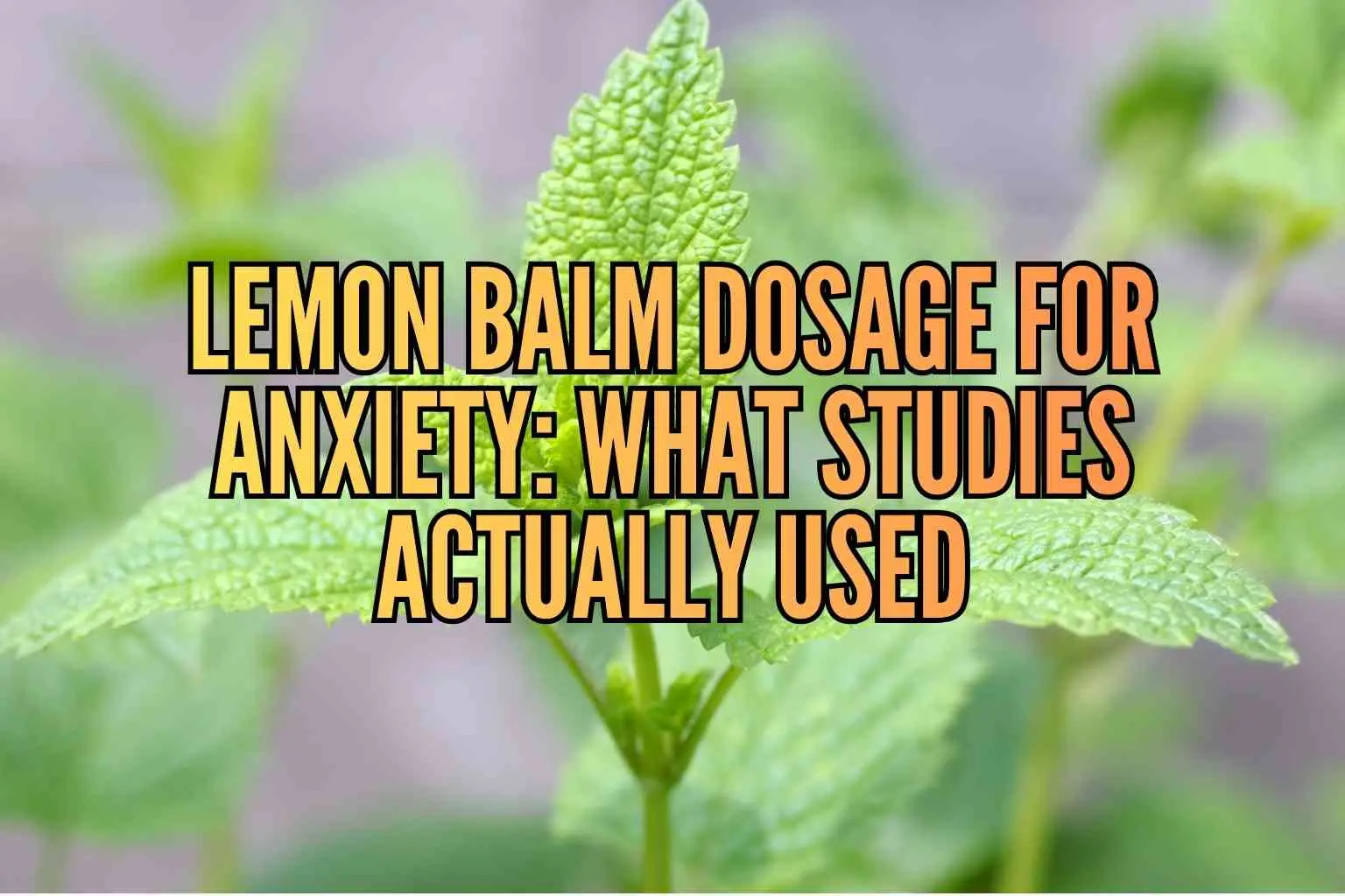 lemon balm dosage for anxiety