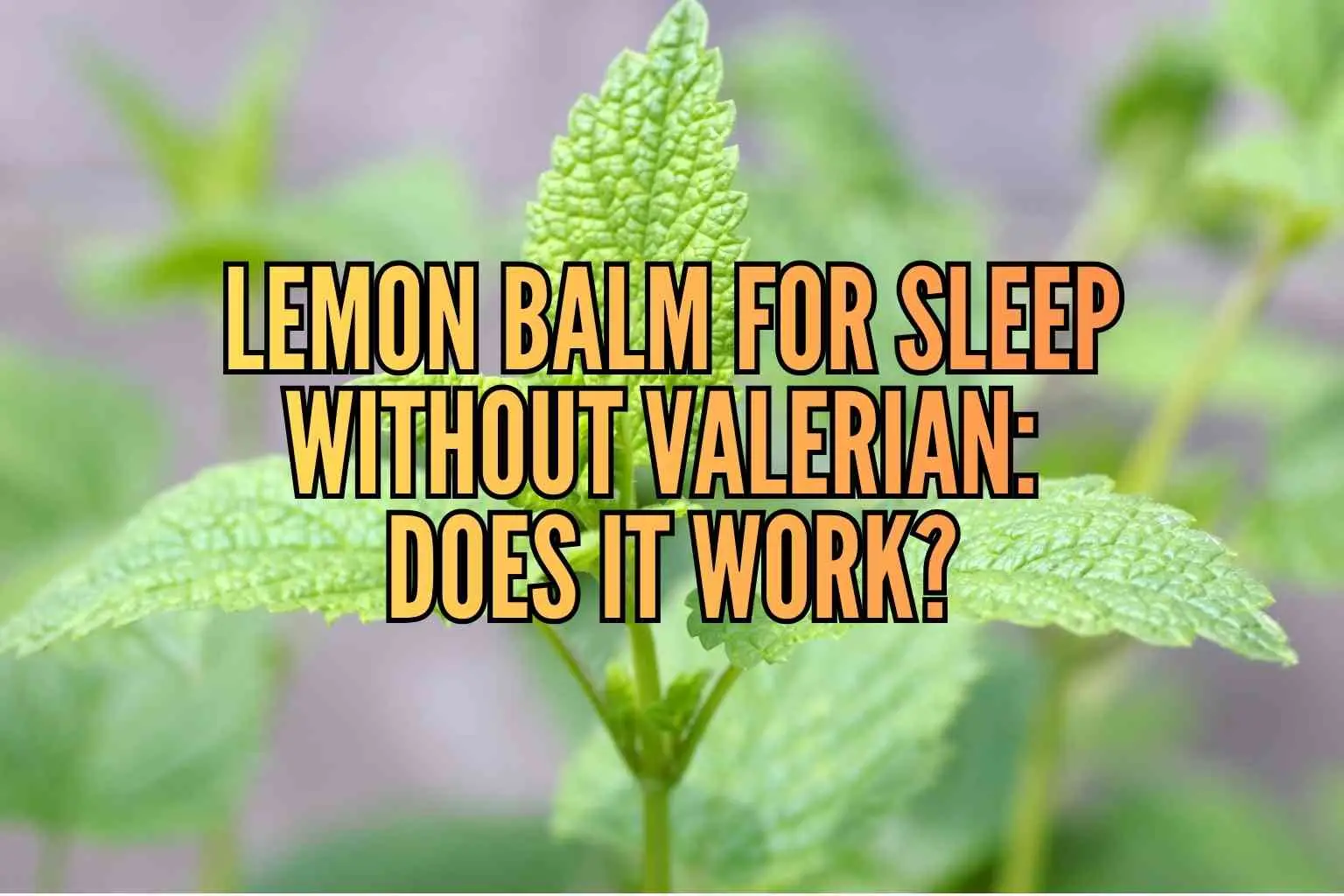 lemon balm for sleep without valerian