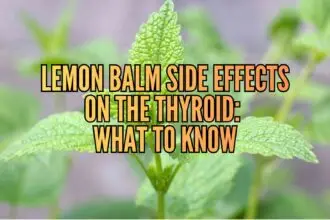 lemon balm side effects on thyroid