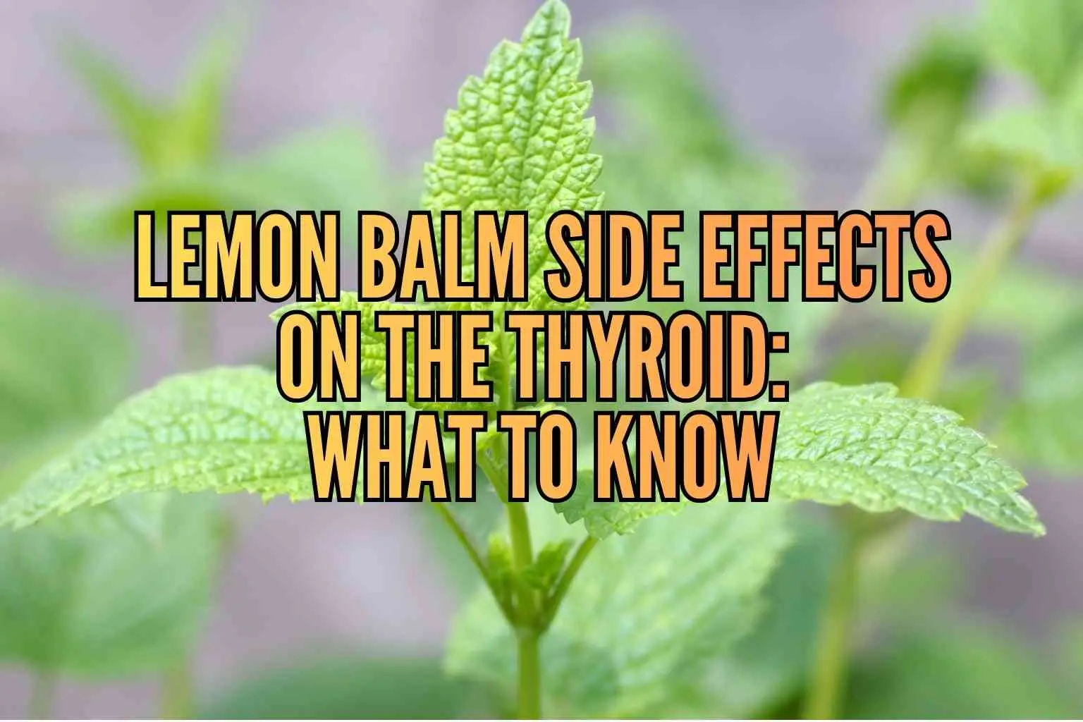 lemon balm side effects on thyroid