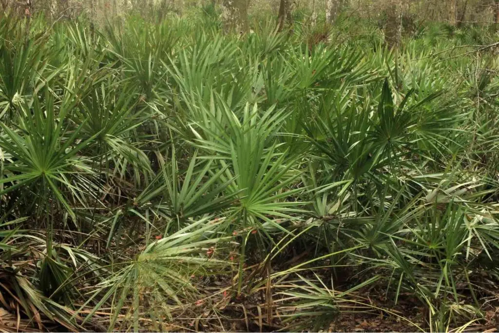 nettle root vs finasteride
